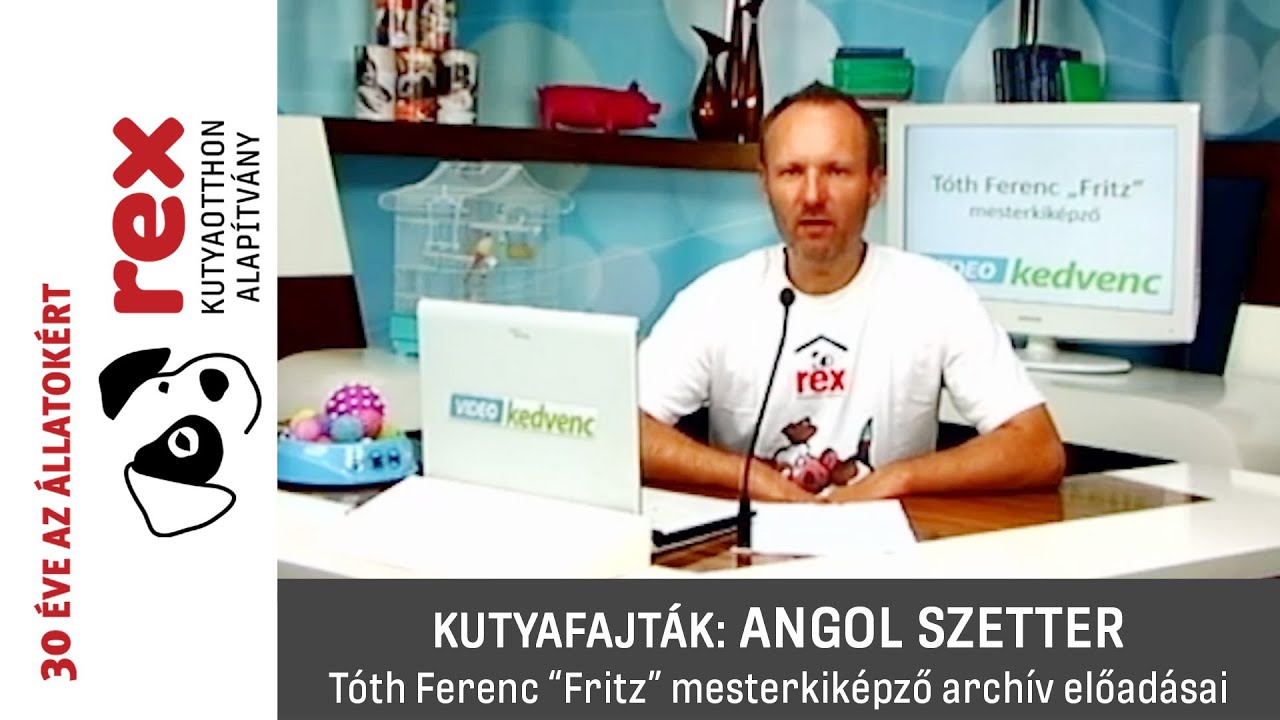 Kutyafajták: angol szetter