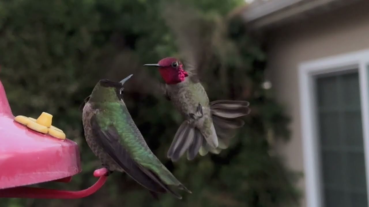 Spring time Battle at my Hummingbird Feeder in San Diego.  Watch until the end two beauties full on.