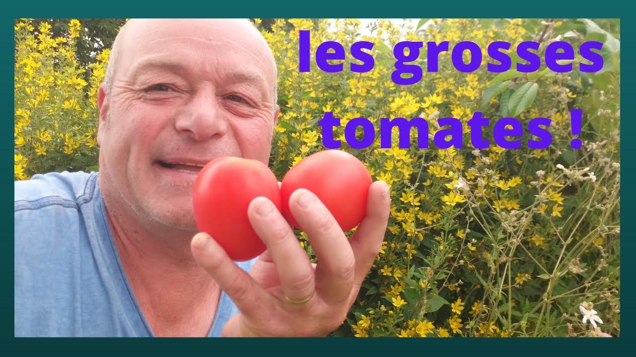 comment avoir des tomates splendides au jardin.