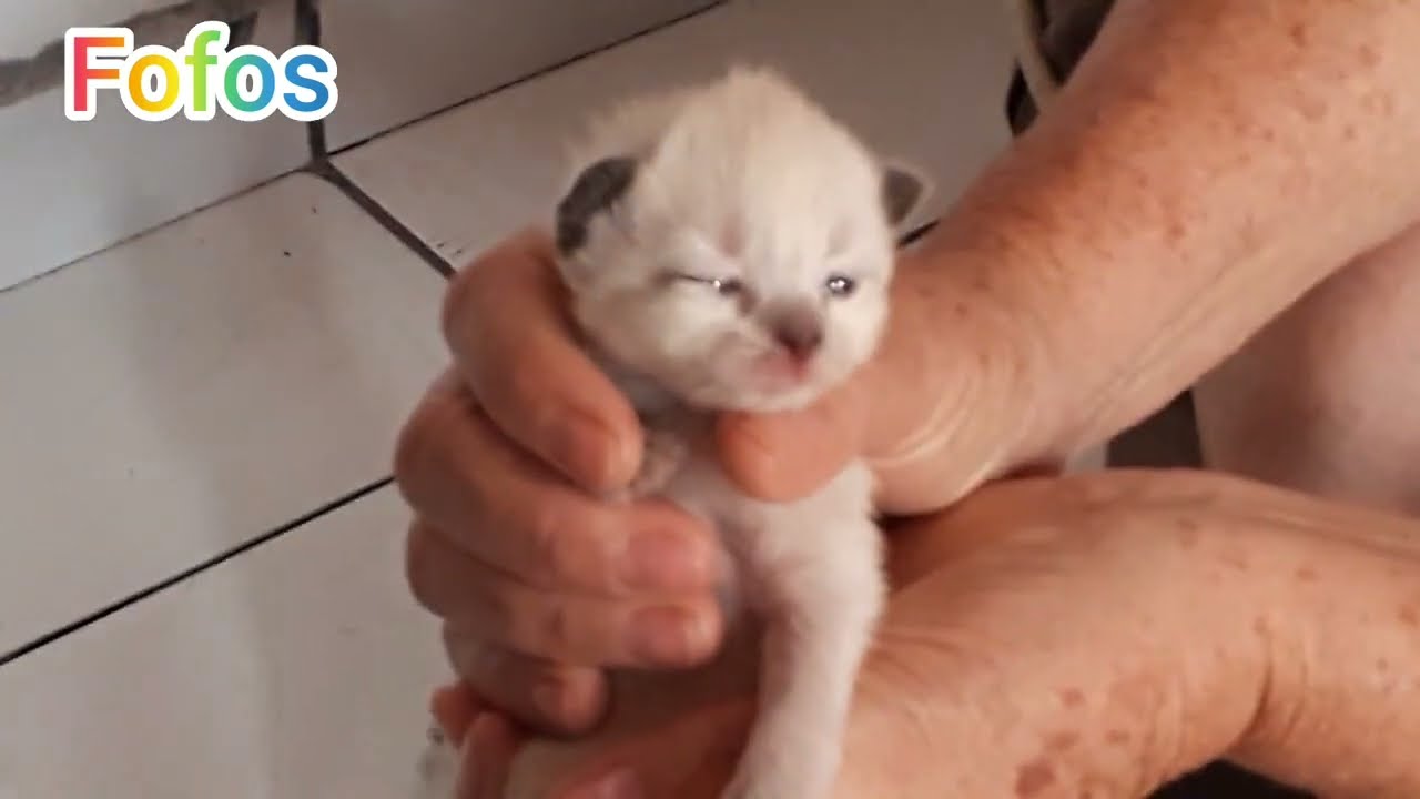 Como são os filhotes de gatos siameses