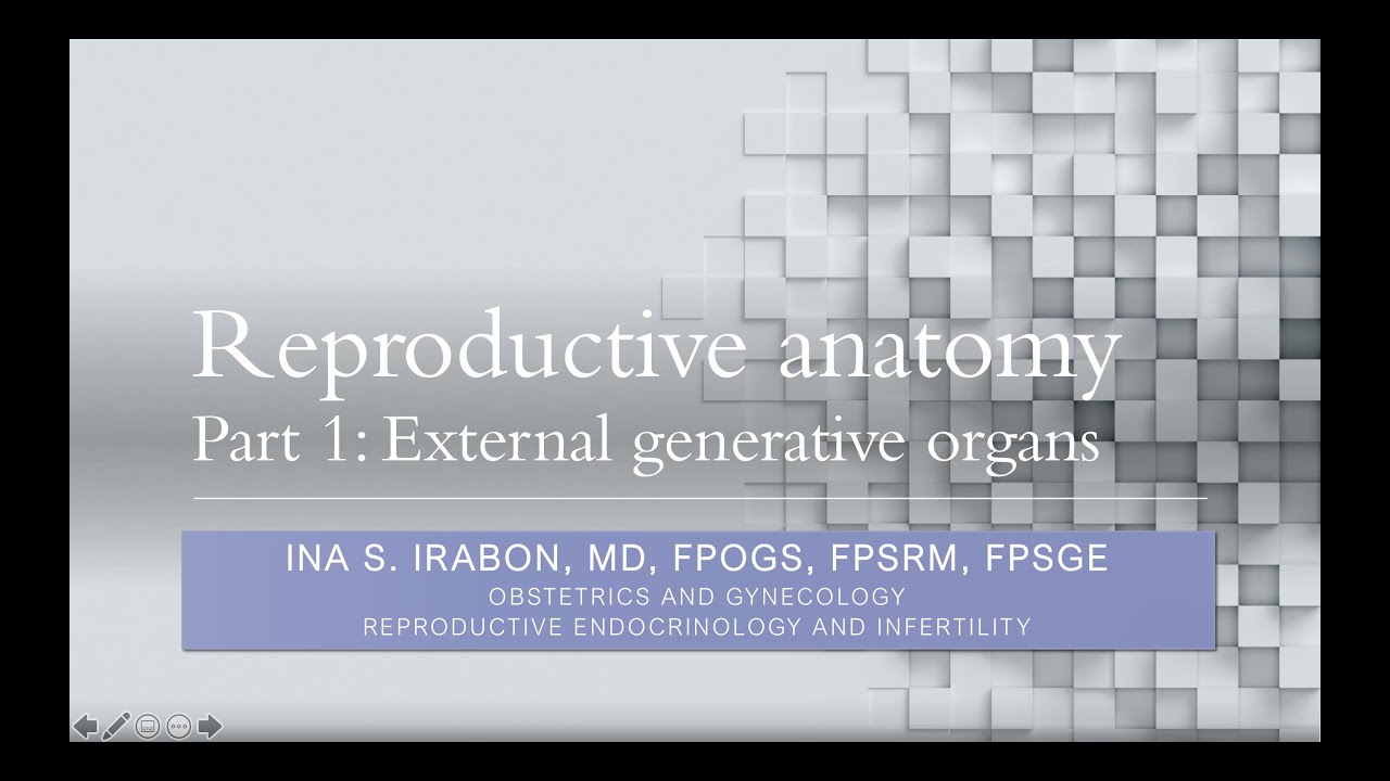 reproductive anatomy part 1