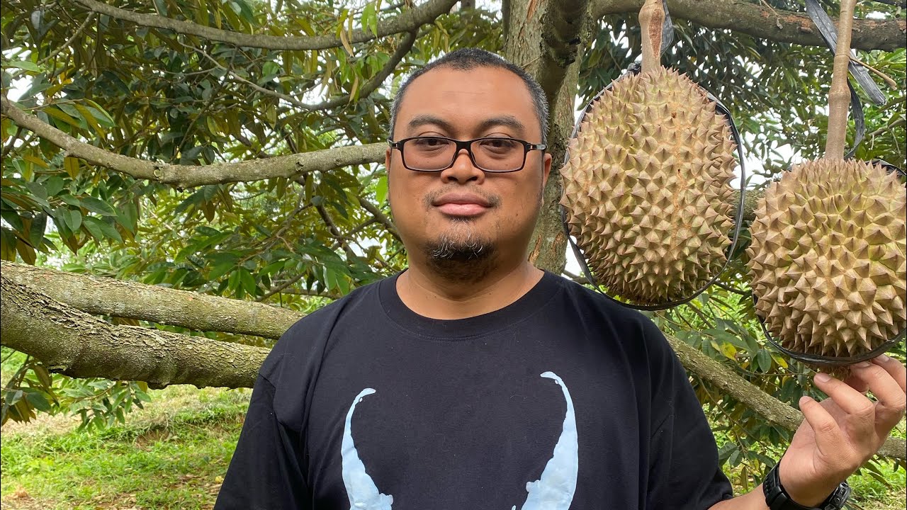 Kebun durian agar akar aman dari air hujan
