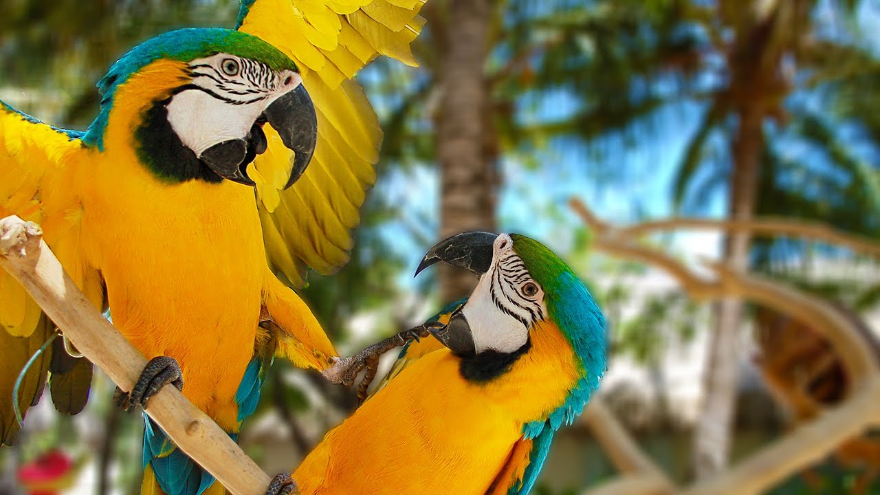 When Macaws ATTACK! Training Them NOT To | Tusa vs Jinx