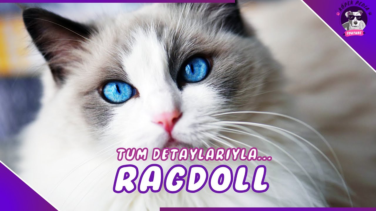 Ragdoll Kedi Irkı (SEVİMLİ DEV KEDİ)