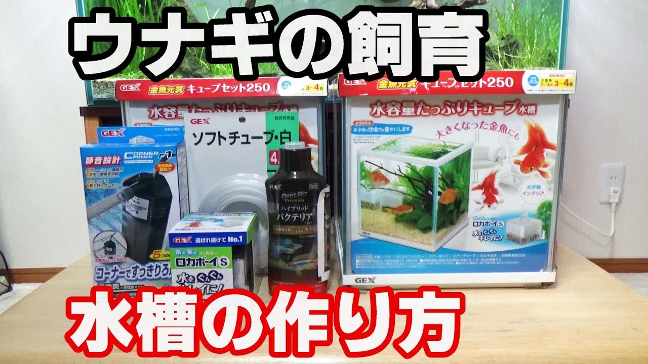 ウナギ水槽立ち上げ【小型水槽】2018日淡水槽#47