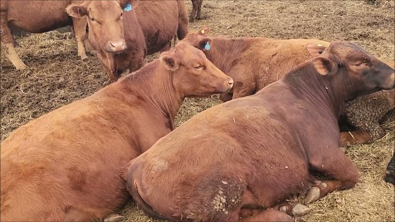 Spring Red Cattle Check