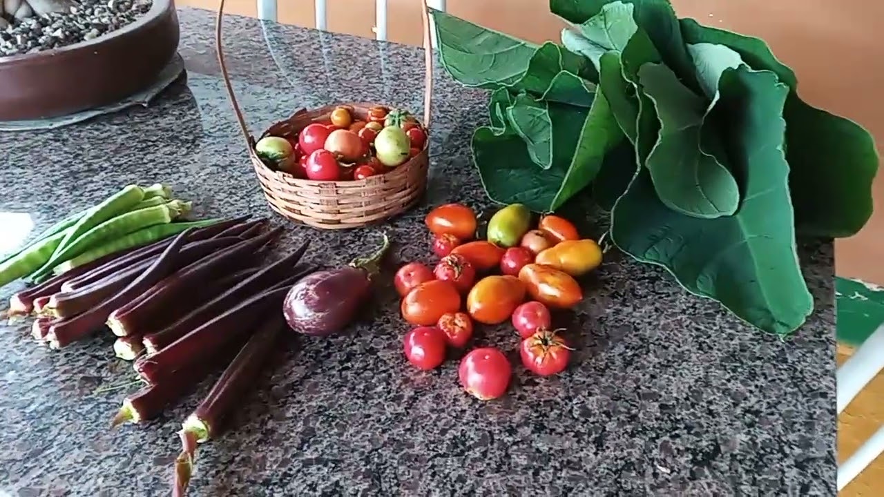 27 de  catado tomate ekiabo  dezembro de 2025