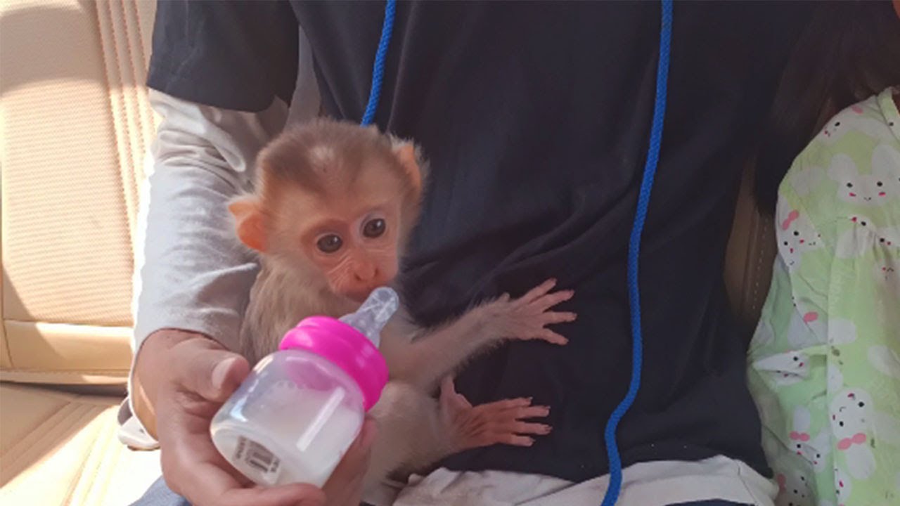 Baby monkey Abbey first experience having milk in the car on brother warm hands before holiday.