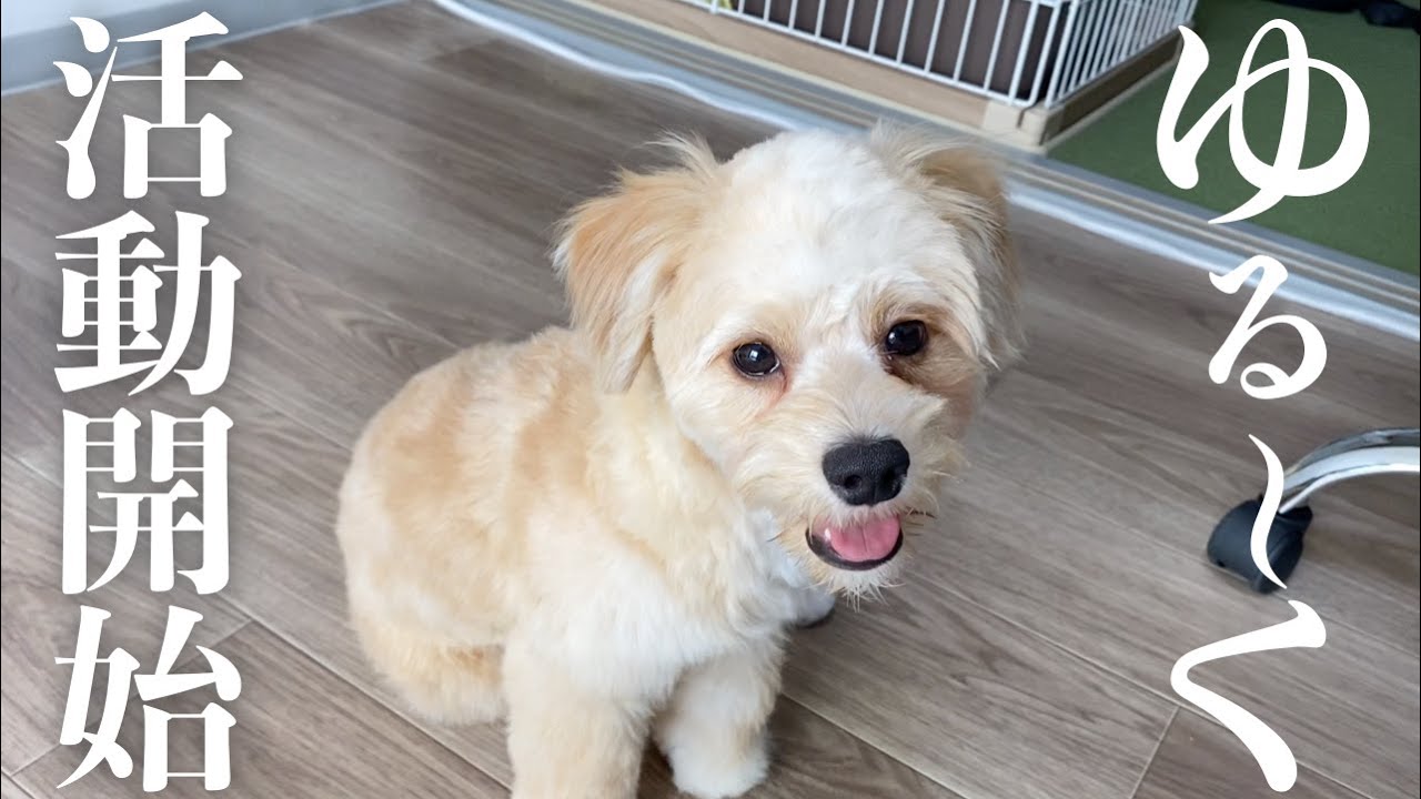 活動再開！チワプー成長vlogイッキ見
