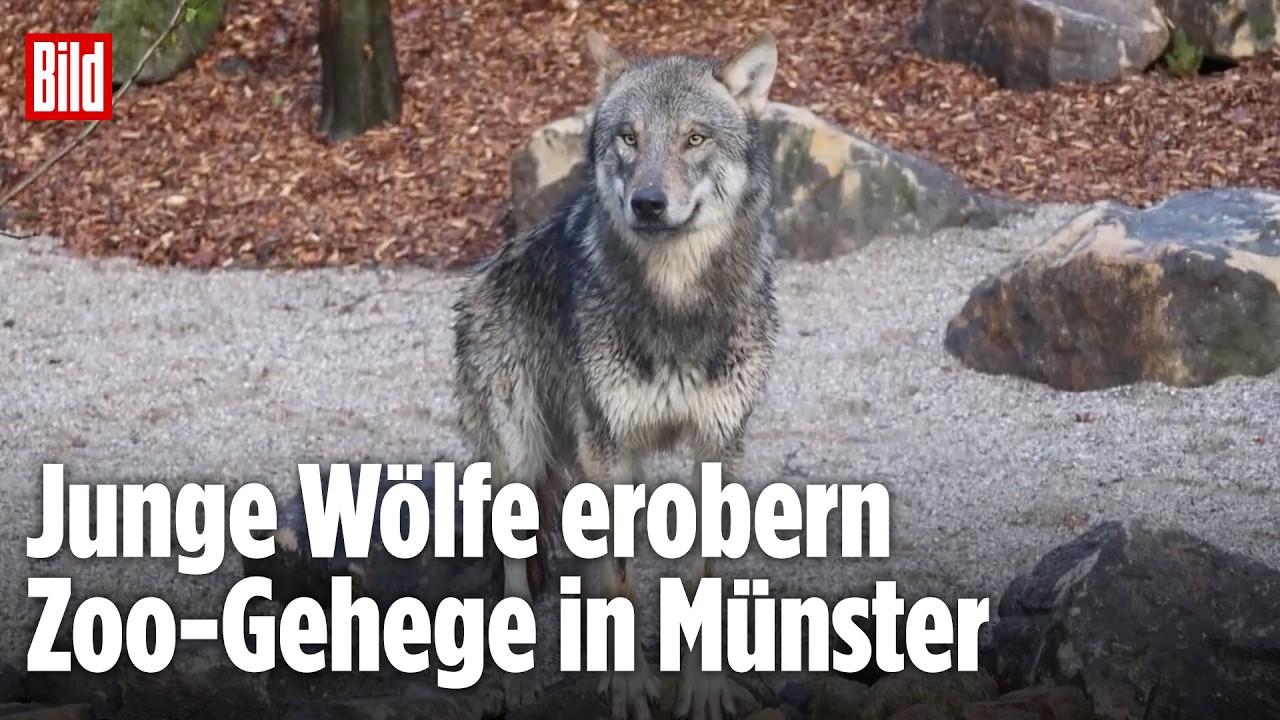 W&Ouml;LFE ZUR&Uuml;CK IN M&Uuml;NSTER: Jungtiere erkunden neues Gehege im Zoo