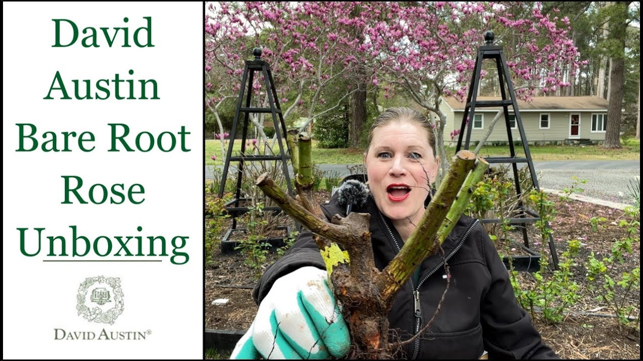 🌹 40 David Austin Bare Roots Unboxed // New 2022: Silas Marner & The Country Parsons