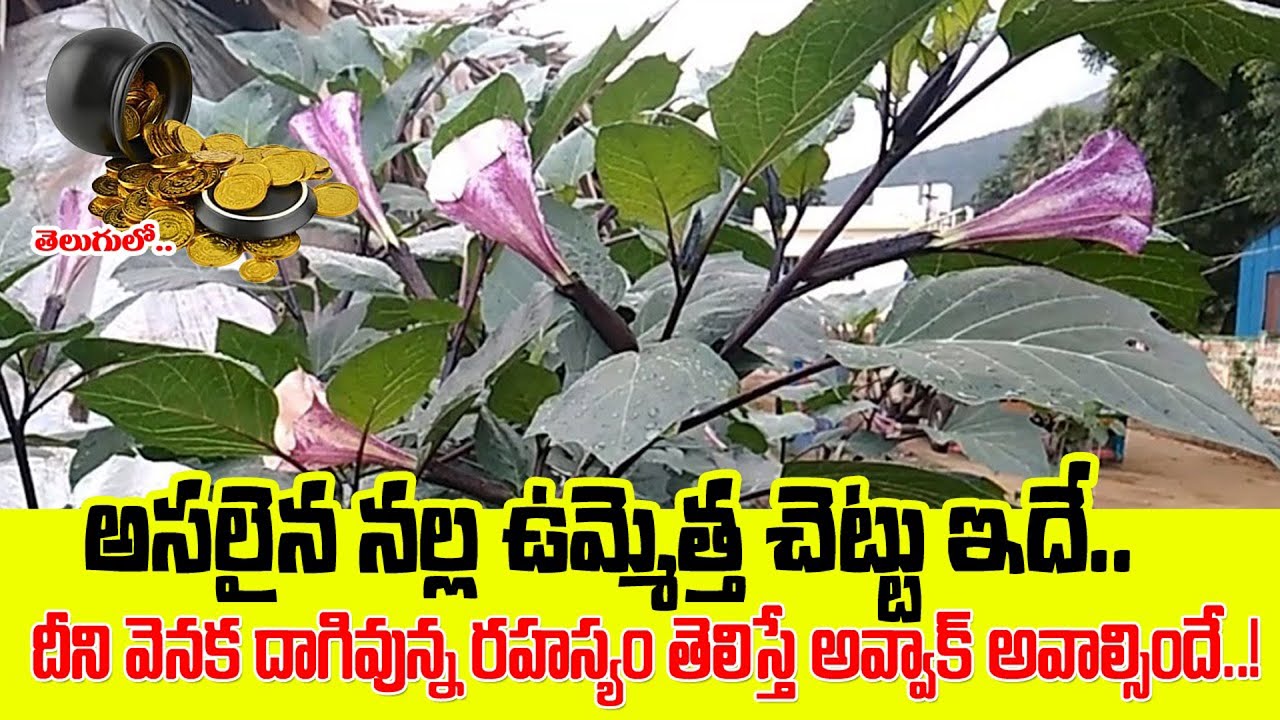ఇదే అసలైన నల్ల ఉమ్మెత్త చెట్టు.అసలు నిజం తెలిస్తే షాక్ అవుతారు | Nalla Ummetta Real Facts