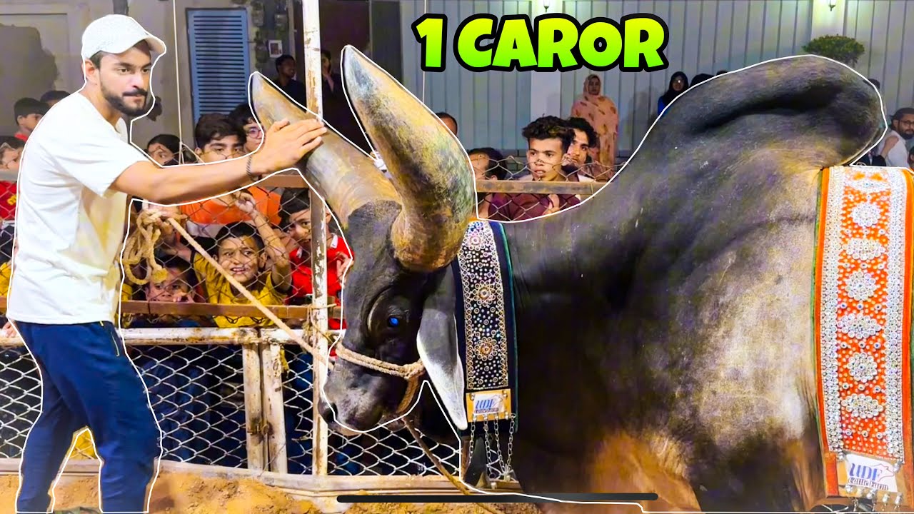 1 CAROR KAY CHAND BAIL NE ATTACK KARDIA 🤬 | FOODIE MISHKAT