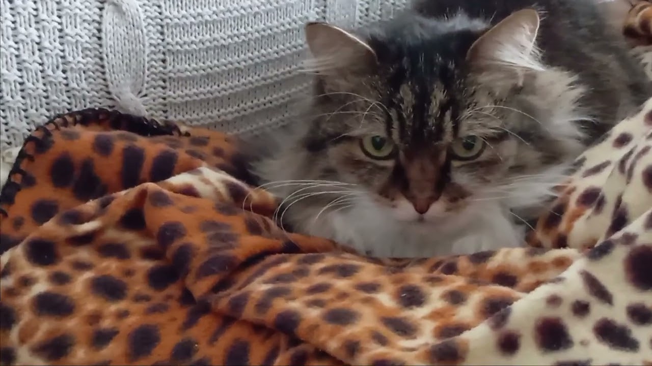 Cat Knows about  Special Days