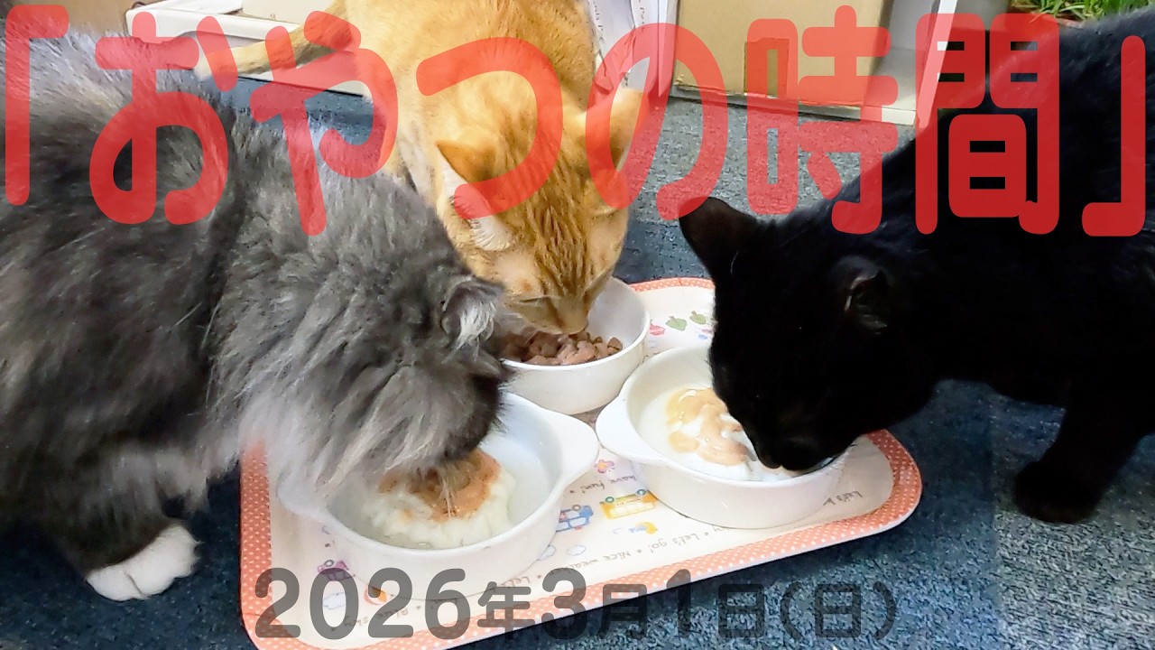 我が家の猫たち「おやつの時間」2026年3月1日(日) 