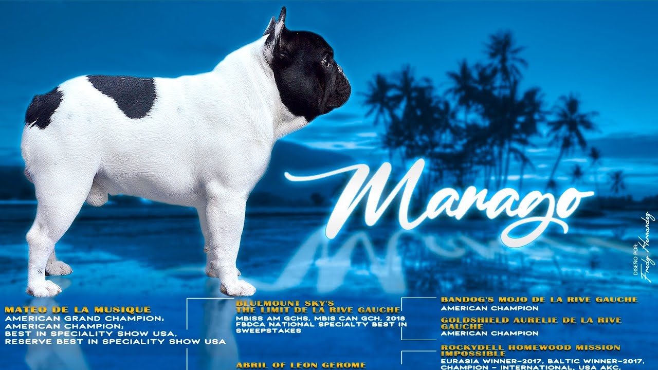 Nuestro Primer campeón Bulldog Frances !