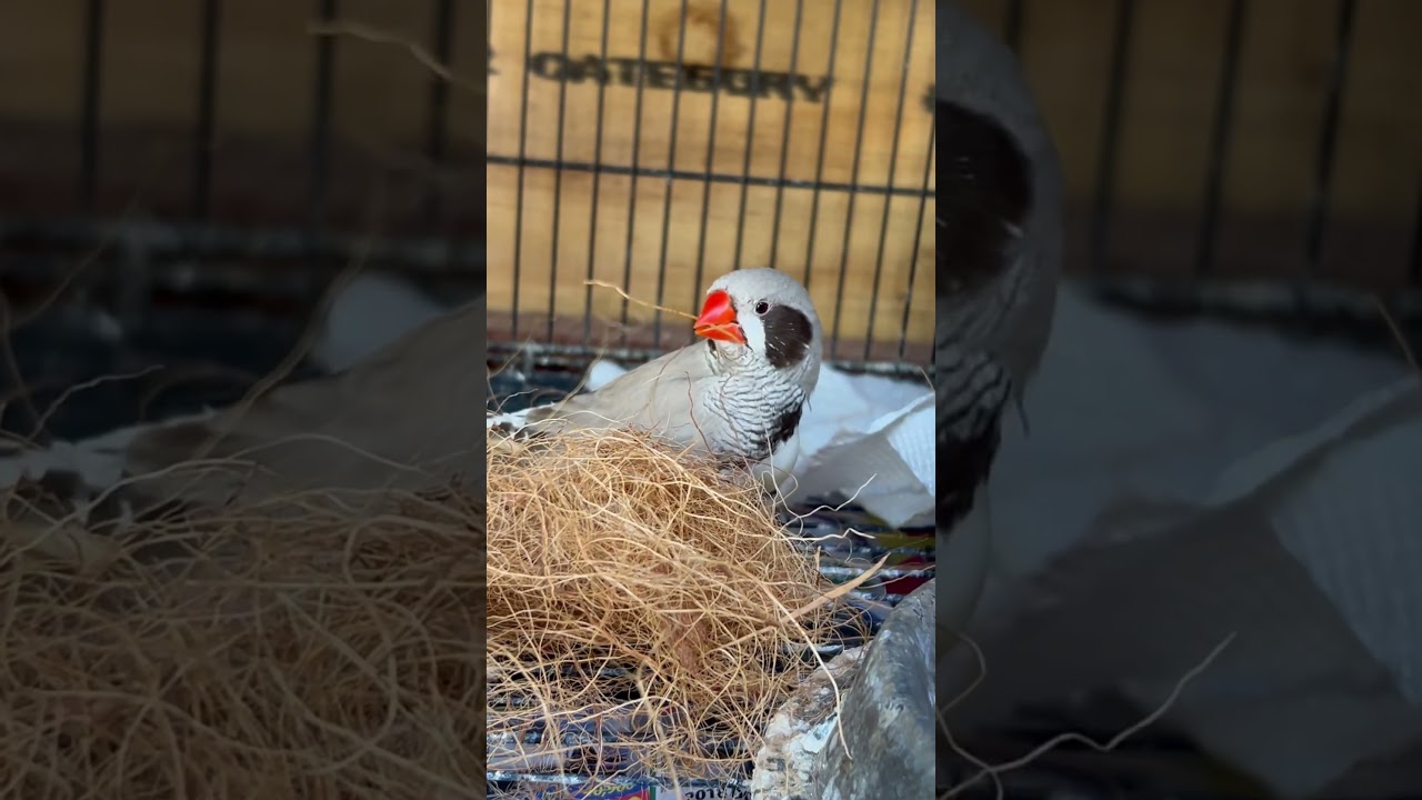 MALE ZEBRA FINCH CHECKS OUT NESTING MATERIAL 🥰