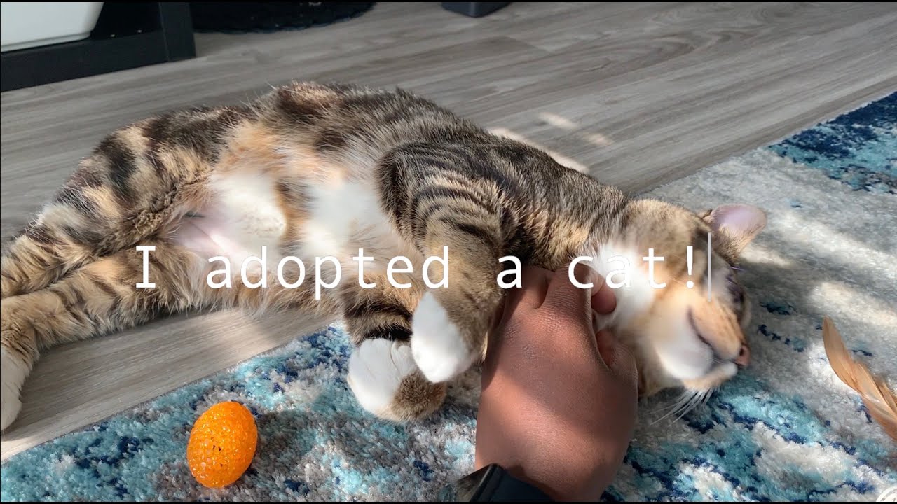 I Adopted a Cat!