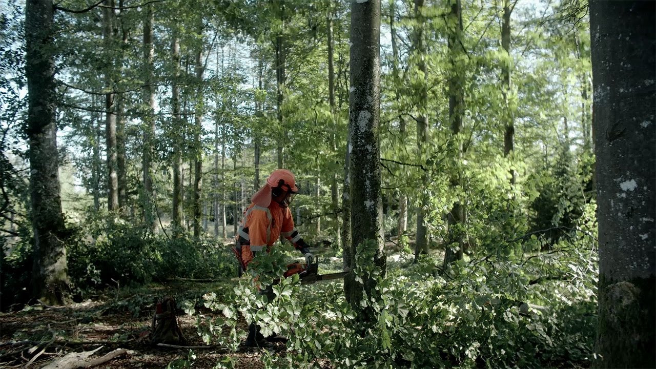 Watch how IKEA works with forest management