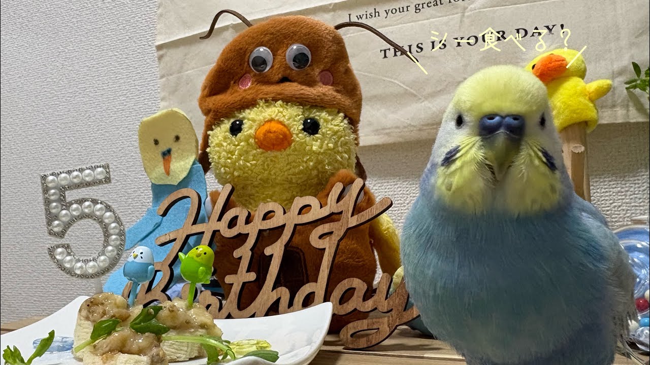 #202 【誕生日】ちくわ5歳の誕生日をお祝いしました🐥💕 HappyBirthday セキセイインコ 5歳 男の子