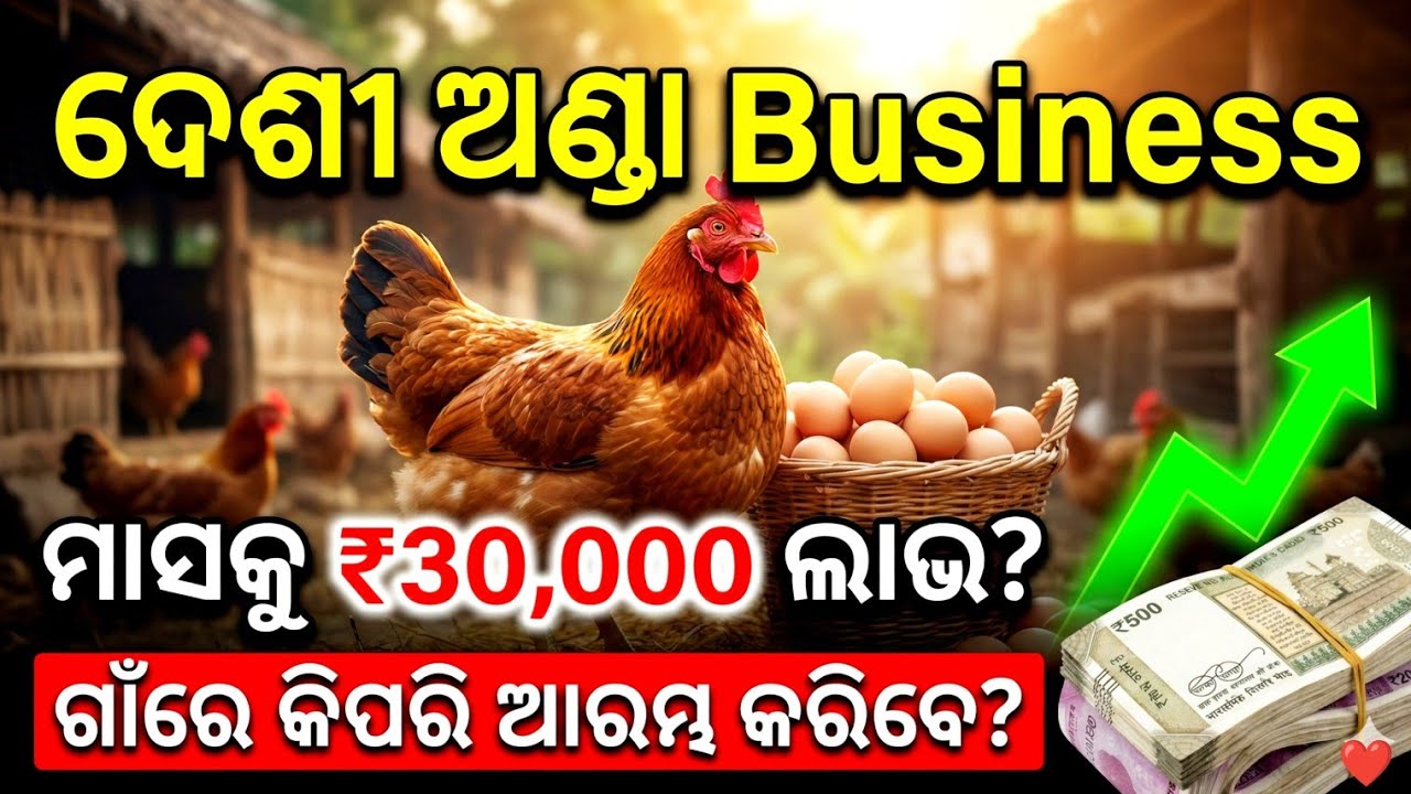 ଗାଁରେ ଦେଶୀ ଅଣ୍ଡା Business କିପରି କରିବେ | How To Start Local Egg Business In The Village | Egg Busines