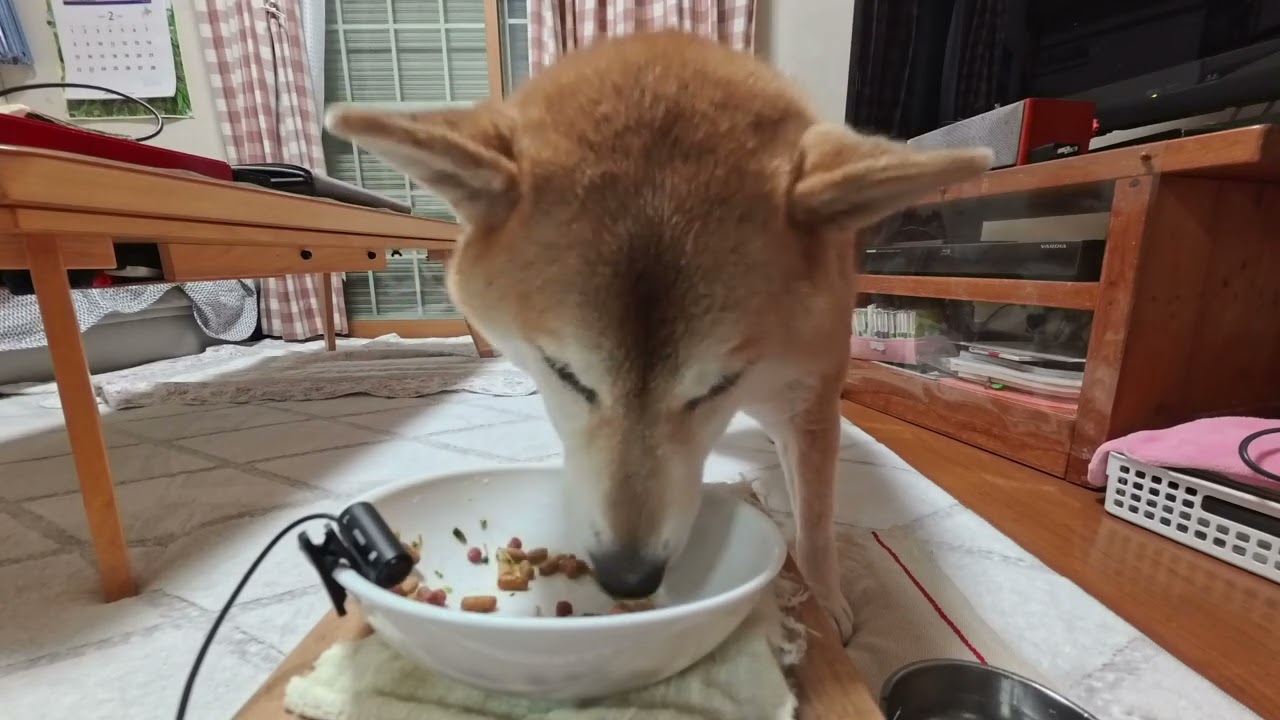 Shiba Inu ASMR｜柴犬の咀嚼音Crunchy Chicken & Dry Food (No Talking)