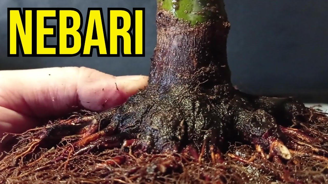 BONSAI - CÓMO FORMAR UN BUEN NEBARI EN ARCE PALMATUM
