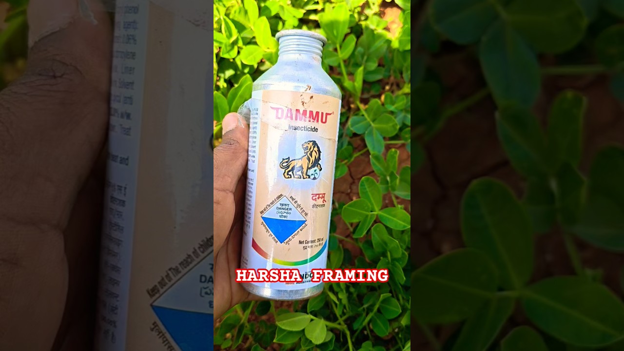 #indofil #dammu  insecticide #harshafarming #agriculture #agriculture #మిరప #farming #blacktrips