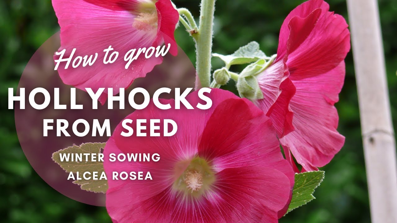 How to Winter Sow Hollyhock Seeds | Perennial Garden