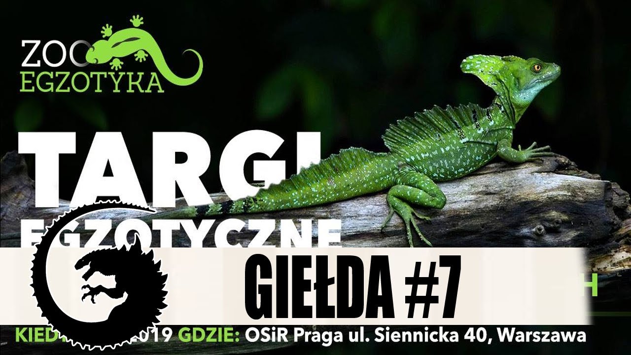 GIEŁDA #7: Kolejna ZooEgzotyka czyli usprawniona giełda terrarystyczna
