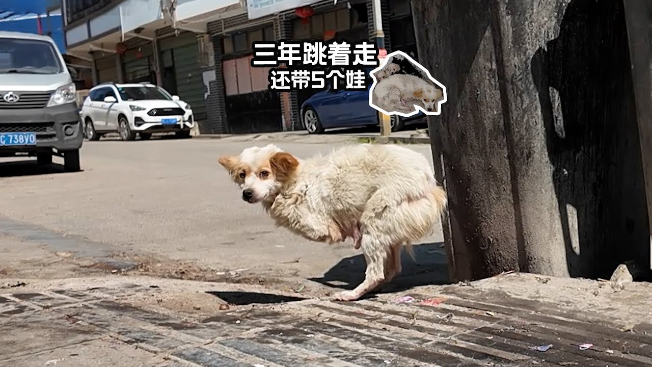希望这位残疾狗妈妈的坚强精神，能给大家带来一些鼓励！