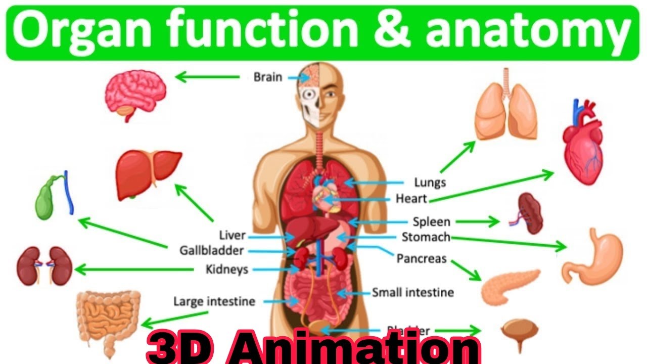 human body organ system animation#3danimation #viralvideo