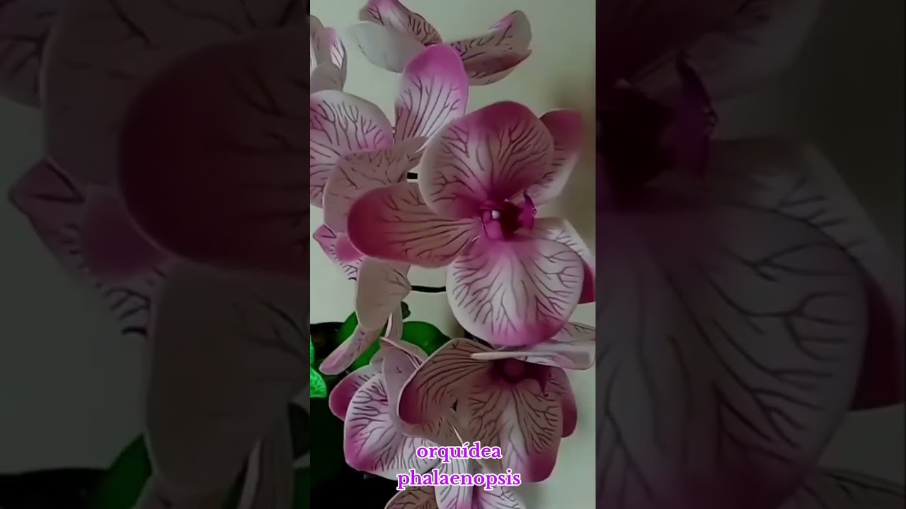 orquídea phalaenopsis 🥰 stencil Janaina cordeiro