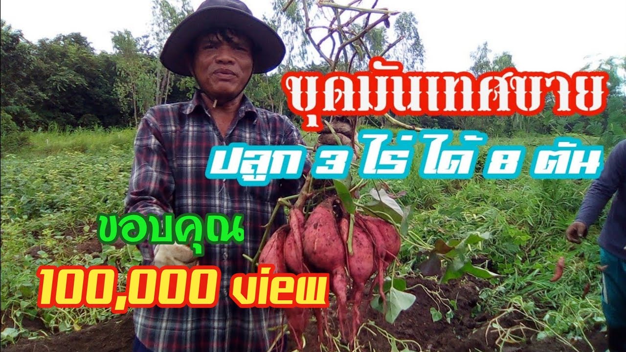 ขุดมันเทศขาย 3 ไร่ ได้ 8 ตัน