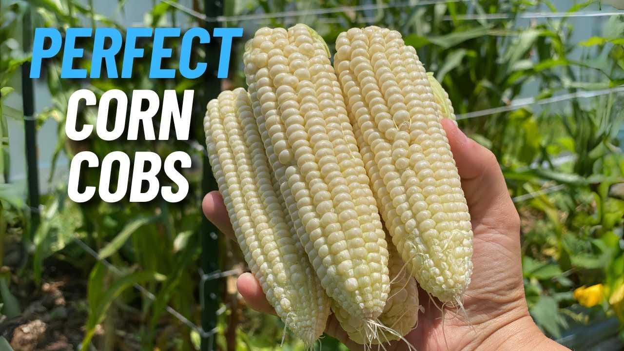 4 Mistakes to Avoid When Growing Corn