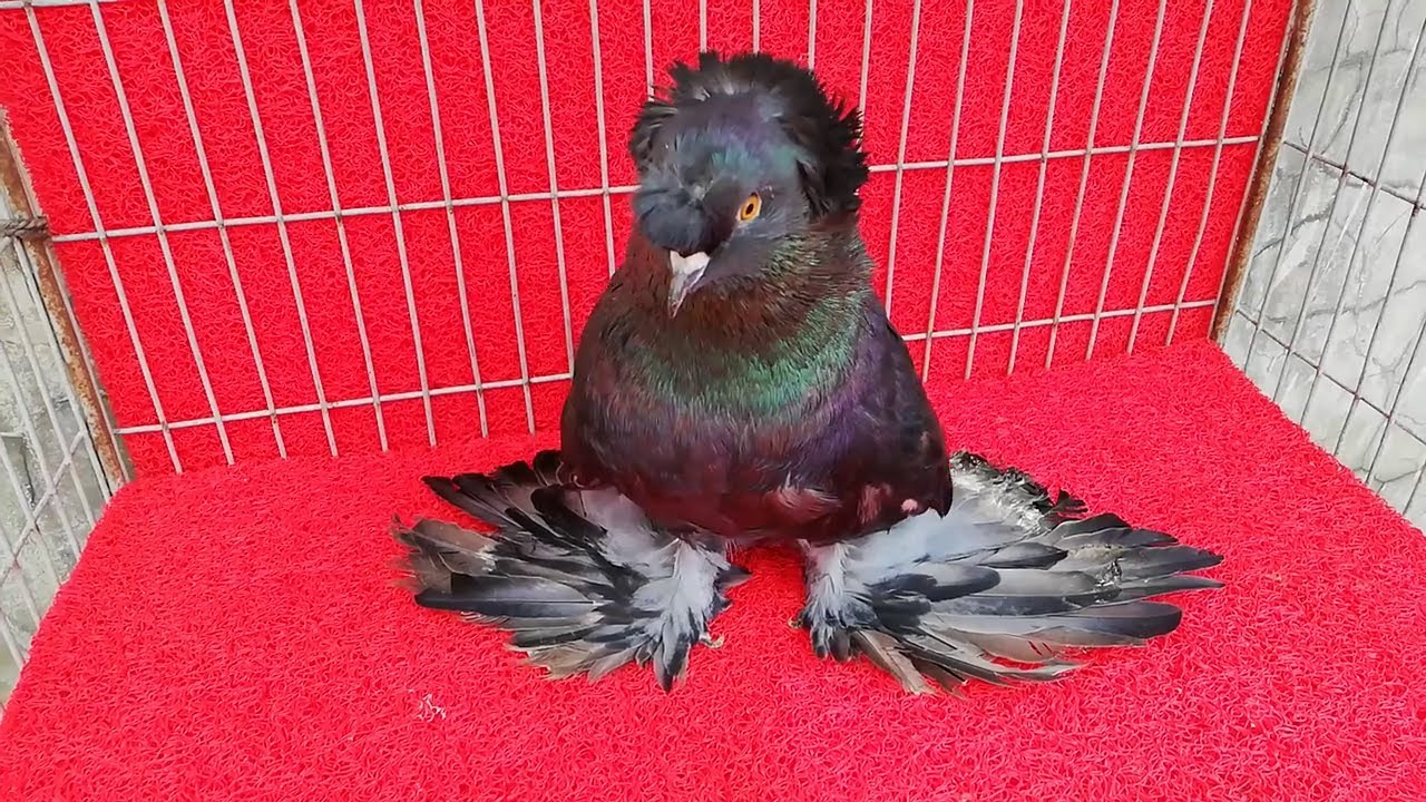 English Trumpeter Pigeon Breeding Ground | Fancy Pet