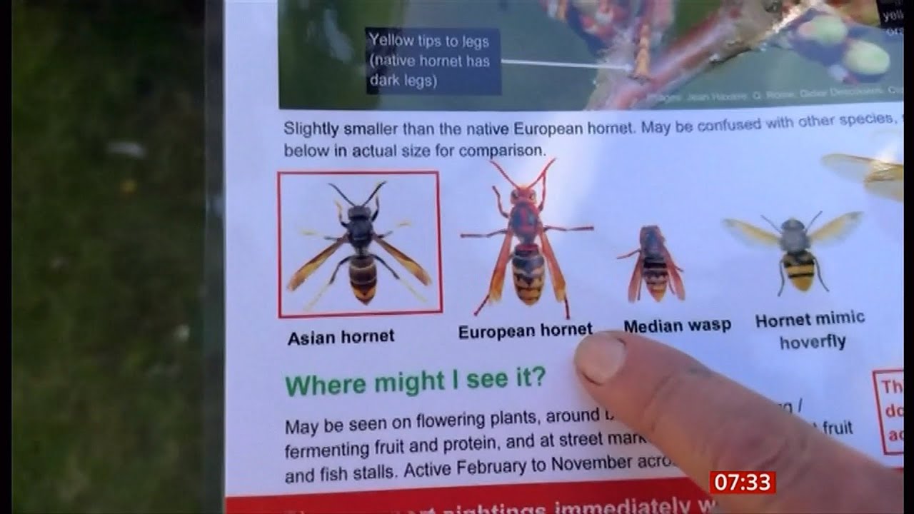 Asian hornets - record number of queens trapped this year (UK) (16) --- 10/May/2025
