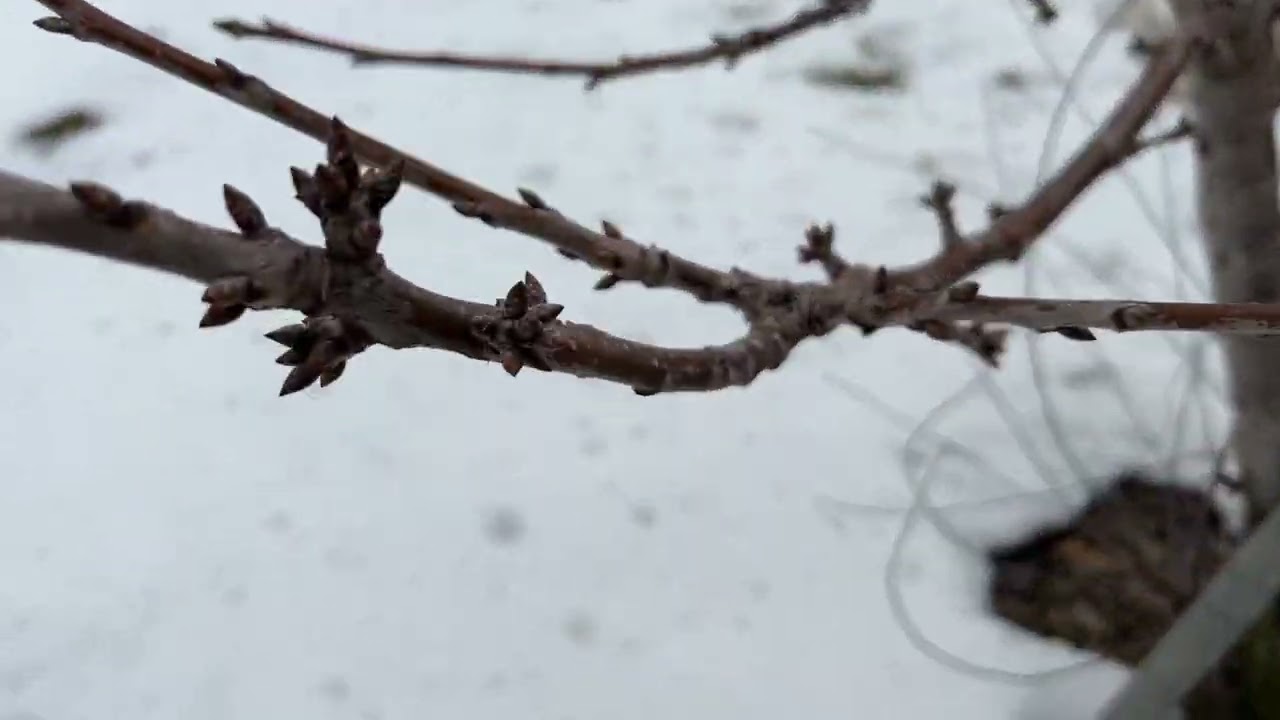 체리를 많이따고 싶으시면 이렇게 해보세요