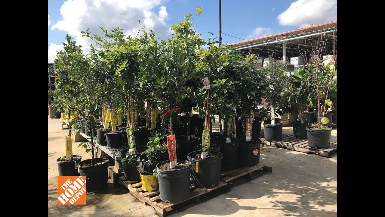 Tropical Fruit Trees for Sale at The Home Depot in Central Florida