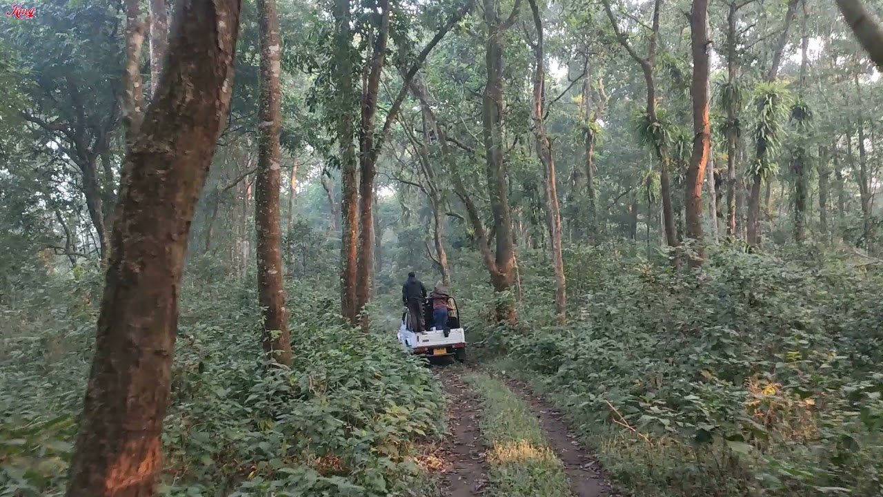 Chilapata and Kodalbasti Jungle Safari