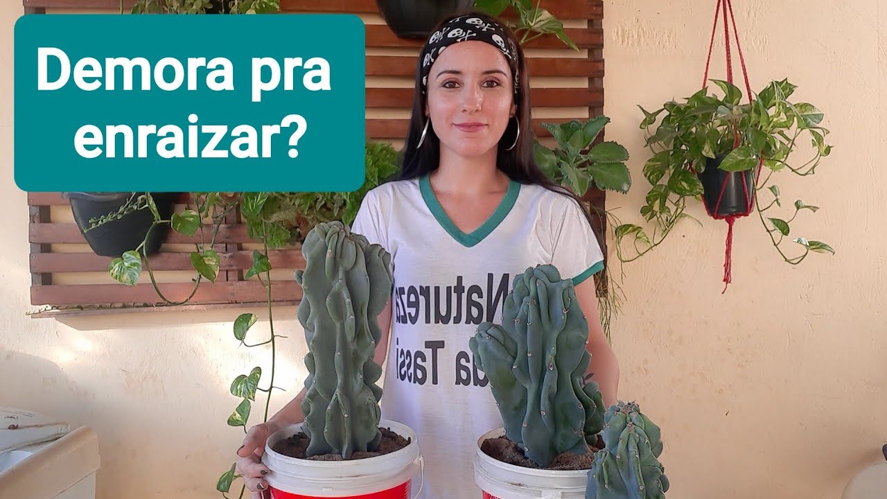 Cacto monstro/Quanto tempo leva pra enraizar a muda?