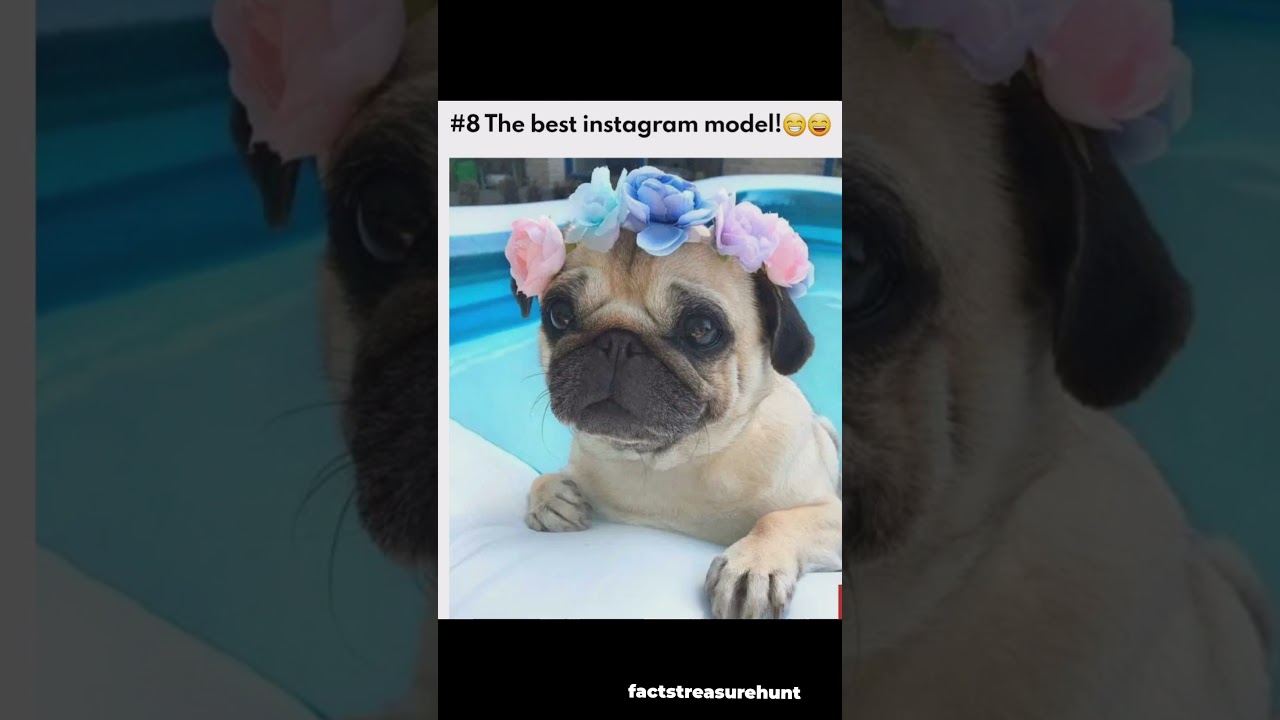 Pug - One of the most popular Dog Breed in the World 