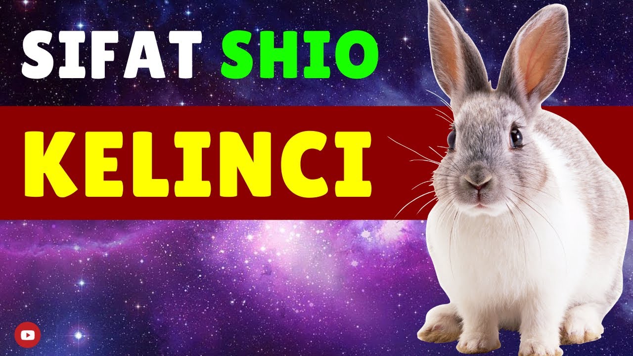 Kamu 🐰 SHIO KELINCI?? Pelajari WATAK & SIFAT Shio Kelinci di Video ini...