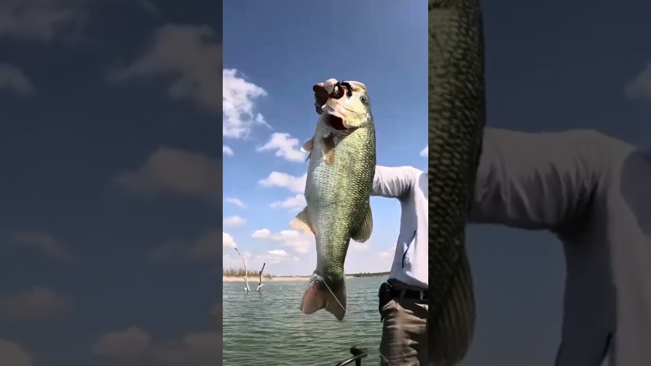 Lobina grande #blackbass  #lobina  #pesca