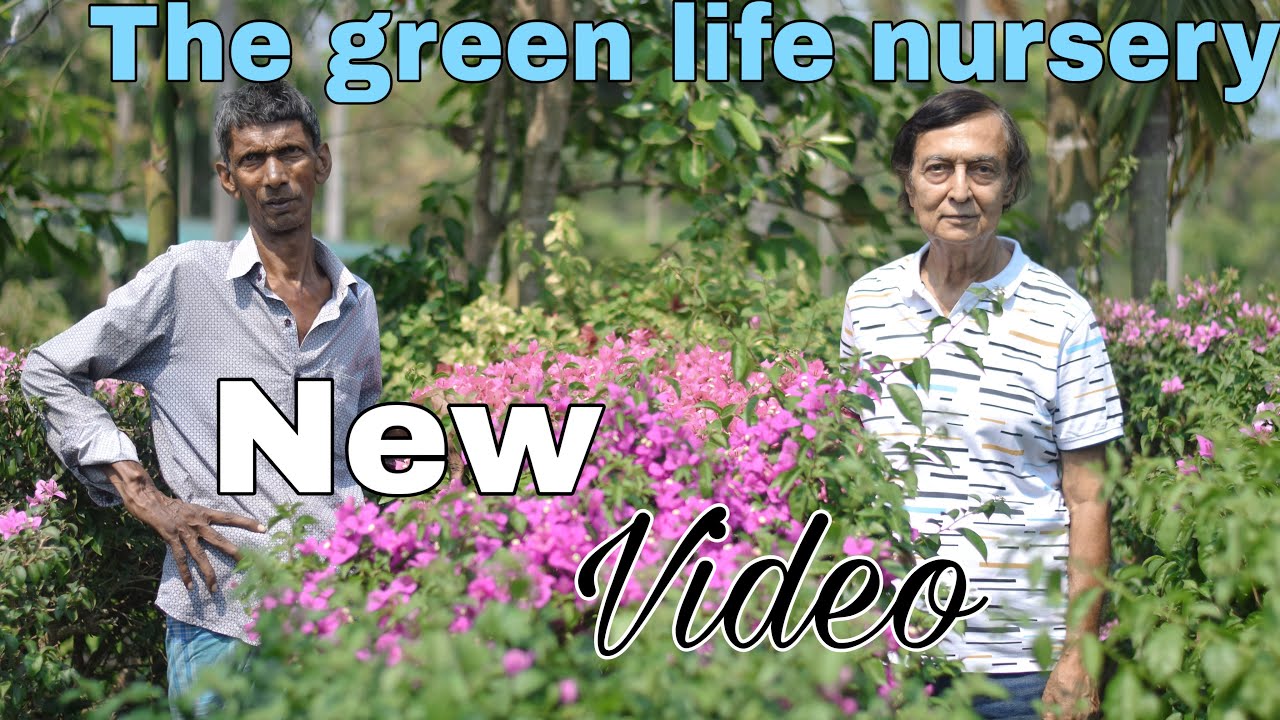 नर्सरी वीडियो लाल टी ग्रीन लाइफ नर्सरी विजिट लाल प्रॉप: सुबल गायेन लाल मुचिस, उमेदपुर #गार्डनिंग 