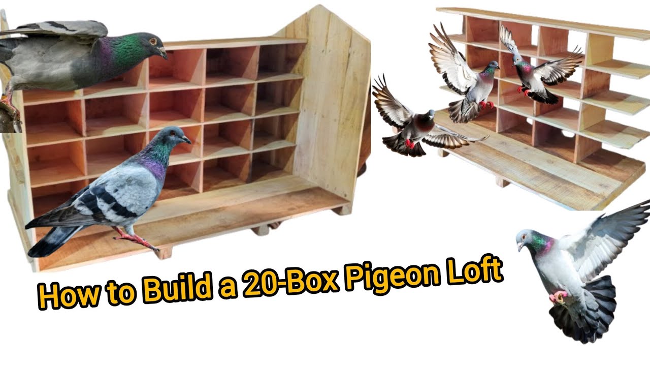 Building a 20-Compartment Pigeon House/Loft।#PigeonLoftBuild #DIYPigeonHouse #woodworking