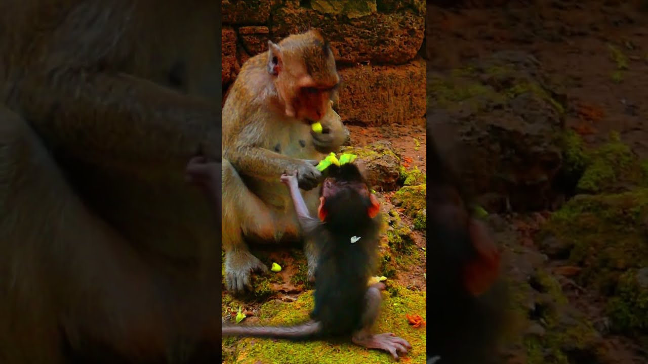 Jinx persist in staying beside Peck monkey