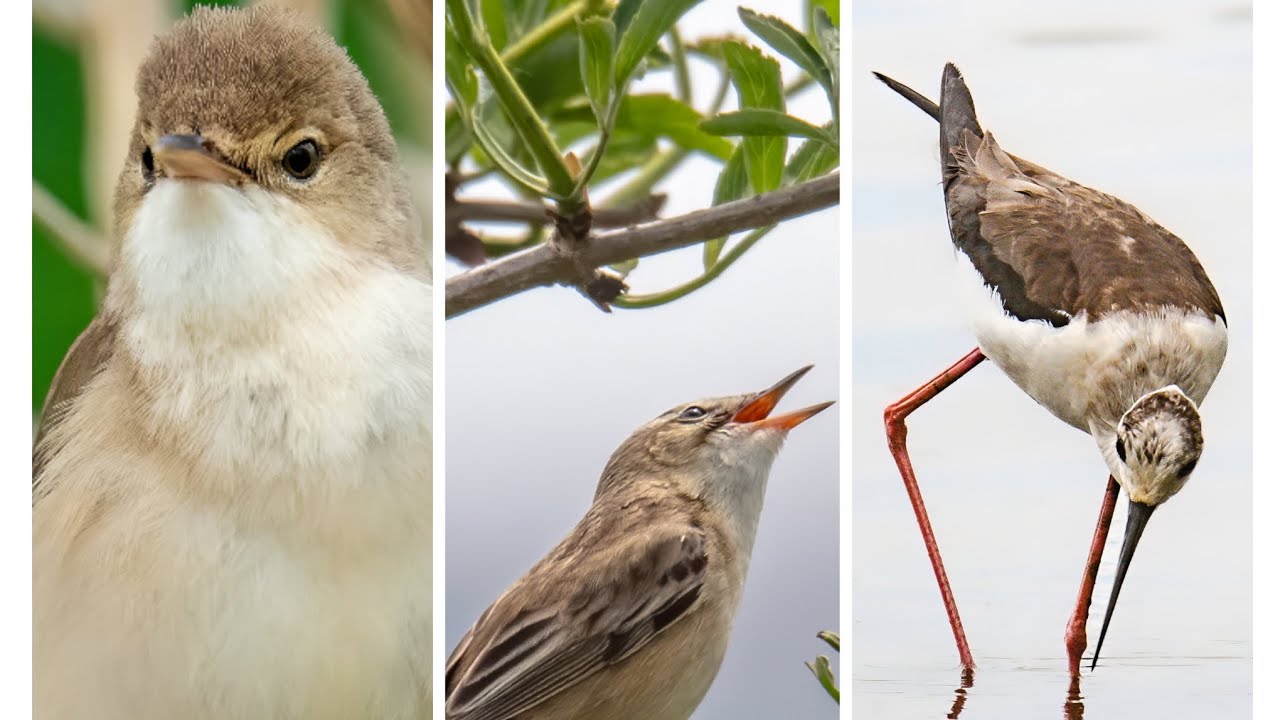 3 New species at Seaton Wetlands!!