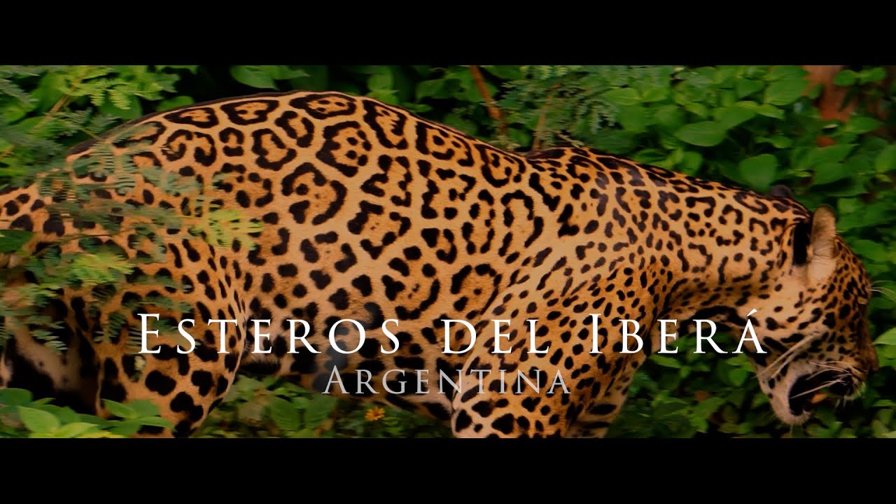 #Esteros del Iberá, Weltreise im 4x4 Wohnmobil, Südamerika, Wildlife Observation, Argentinien
