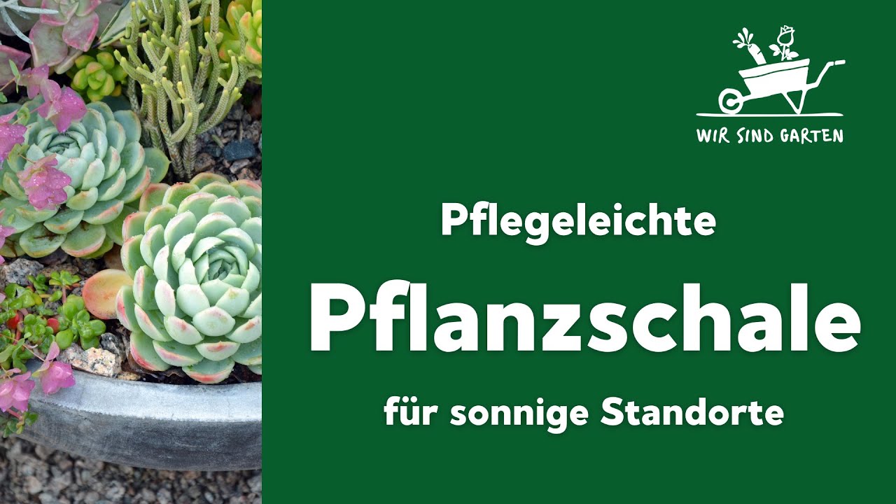 Pflegeleichte Pflanzschale mit Rüdiger Ramme